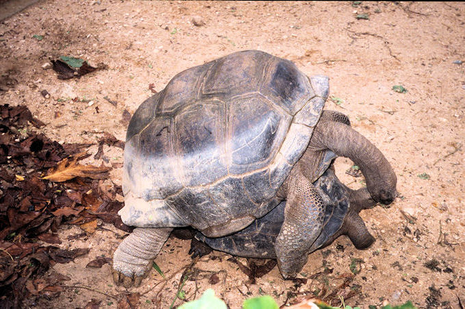 Seychellen 1999-028.jpg